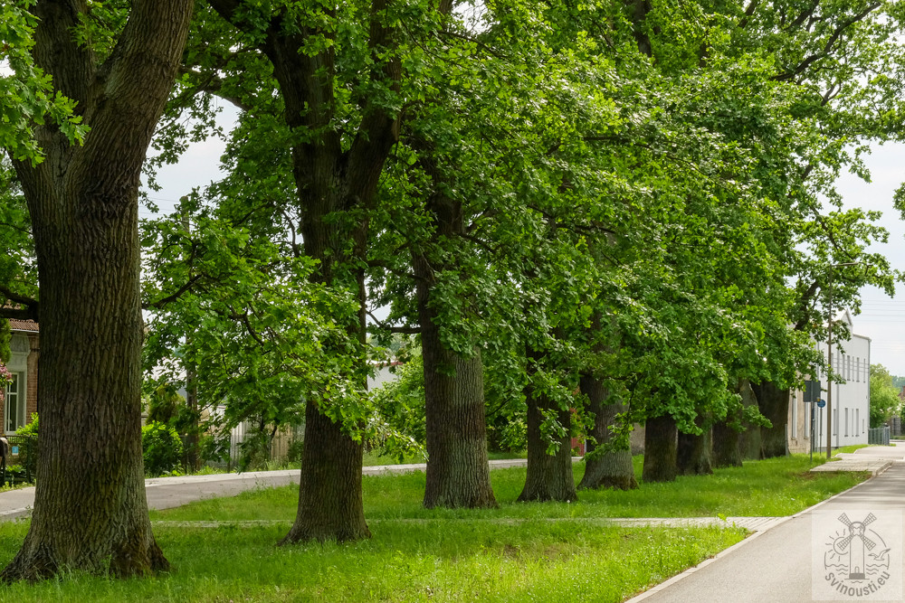 Dubová alej na ostrově Karsibór